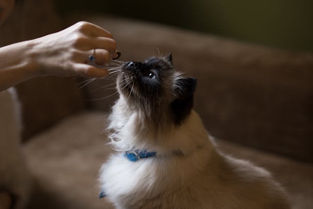 Wie Man Hausgemachte Katzensnacks mit Einfachen Zutaten Zubereitet