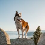 Umgang Mit Trennungsangst bei Hunden: Tipps und Tricks