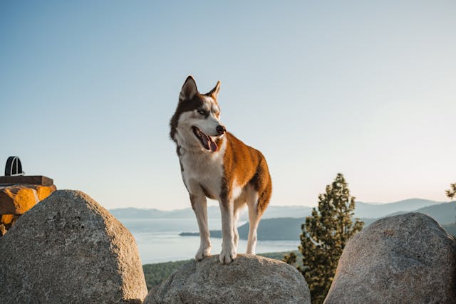 Umgang Mit Trennungsangst bei Hunden: Tipps und Tricks