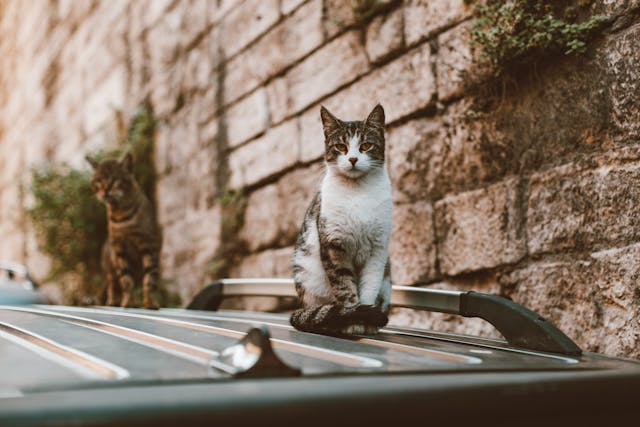 Katzensprache Verstehen: Was Möchte Ihnen Ihre Katze Sagen?